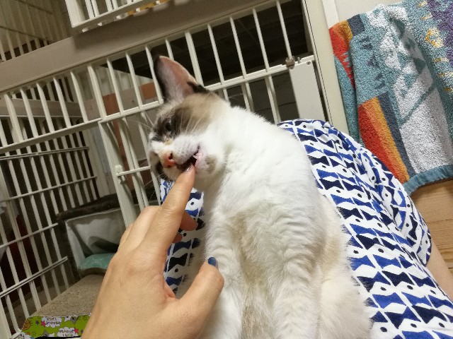 f:id:hiraryo0201:20171012215049j:image