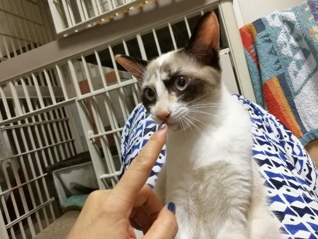 f:id:hiraryo0201:20171012215104j:image