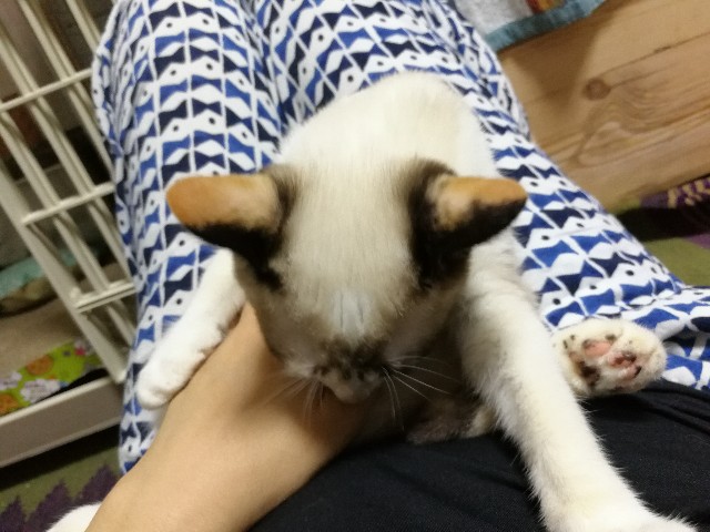 f:id:hiraryo0201:20171012215125j:image