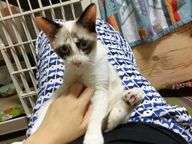 f:id:hiraryo0201:20171012215143j:image