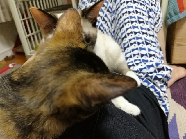 f:id:hiraryo0201:20171013080117j:image