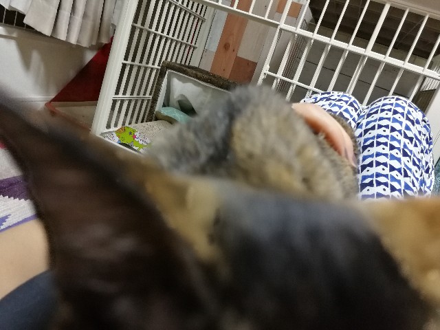 f:id:hiraryo0201:20171013080133j:image