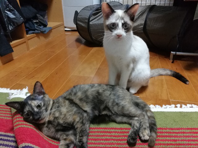 f:id:hiraryo0201:20171013080225j:image