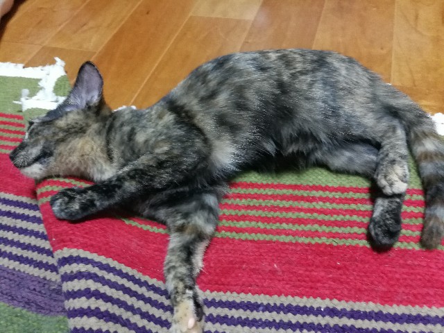 f:id:hiraryo0201:20171013080237j:image