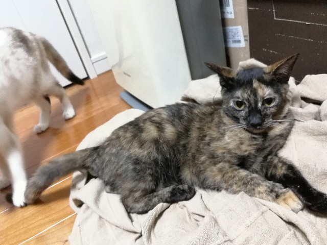 f:id:hiraryo0201:20171013080303j:image