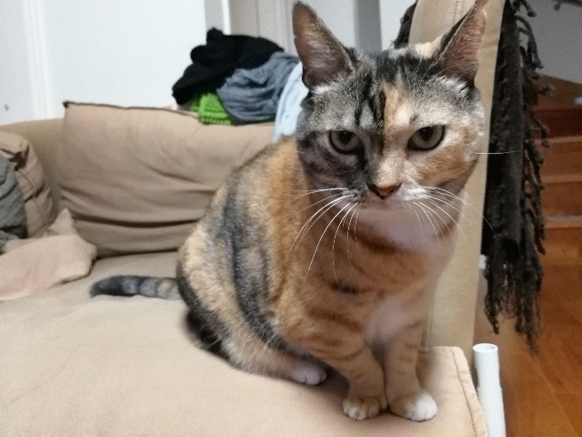 f:id:hiraryo0201:20171013080413j:image