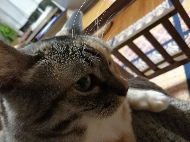 f:id:hiraryo0201:20171013080447j:image