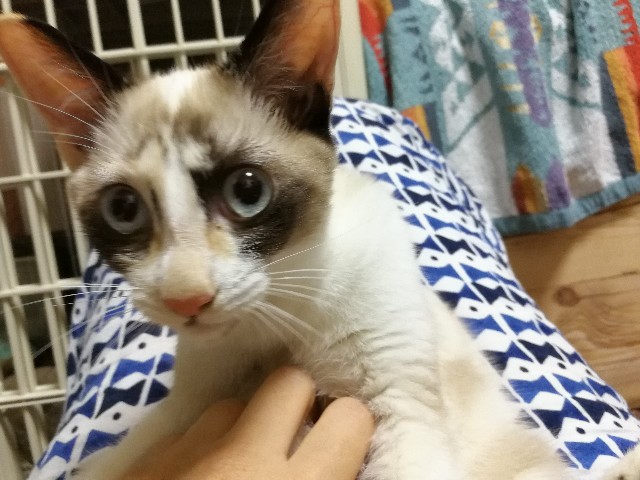 f:id:hiraryo0201:20171013080556j:image