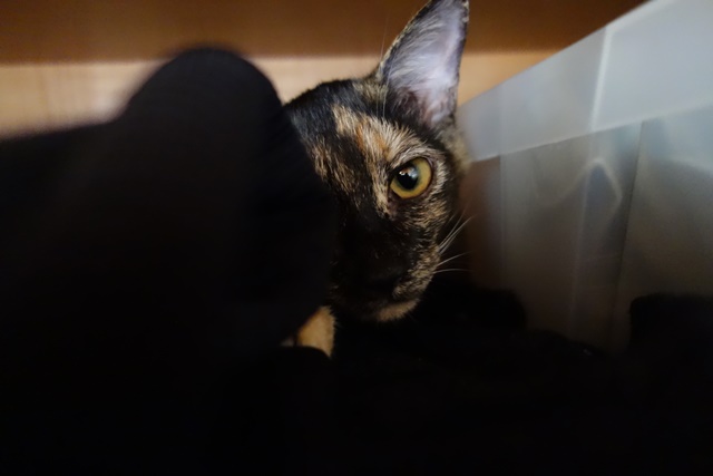 f:id:hiraryo0201:20171014103610j:plain f:id:hiraryo0201:20171014103610j:plain