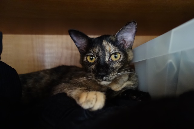 f:id:hiraryo0201:20171014103724j:plain f:id:hiraryo0201:20171014103724j:plain