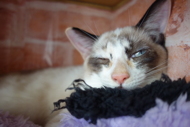 f:id:hiraryo0201:20171014103753j:plain f:id:hiraryo0201:20171014103753j:plain