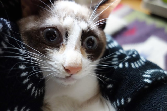 f:id:hiraryo0201:20171014105059j:plain f:id:hiraryo0201:20171014105059j:plain