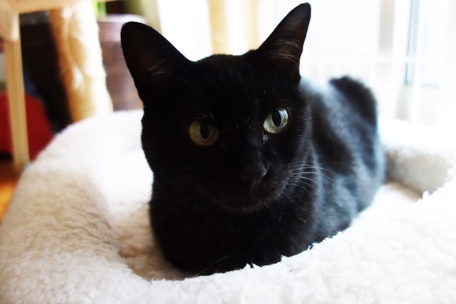 f:id:hiraryo0201:20171014105636j:plain f:id:hiraryo0201:20171014105636j:plain