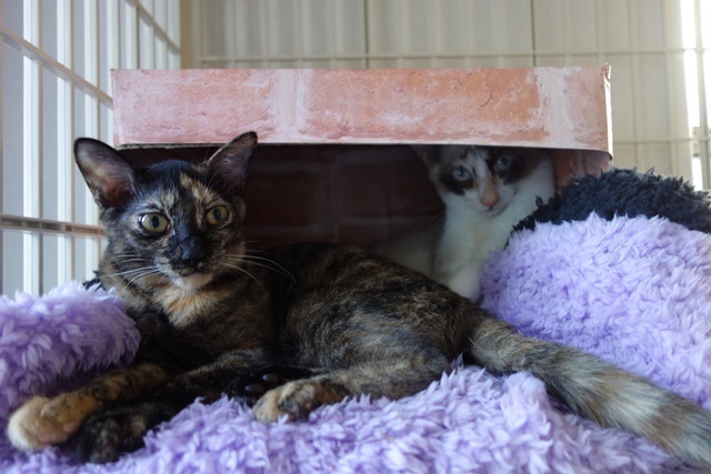 f:id:hiraryo0201:20171014110008j:plain