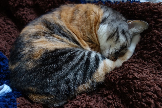 f:id:hiraryo0201:20171014110025j:plain