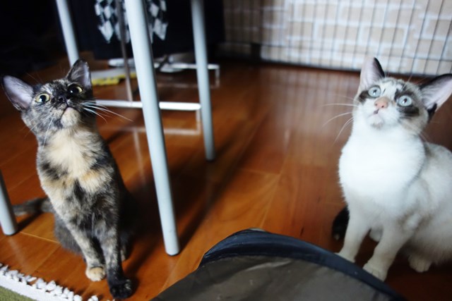 f:id:hiraryo0201:20171014130103j:plain