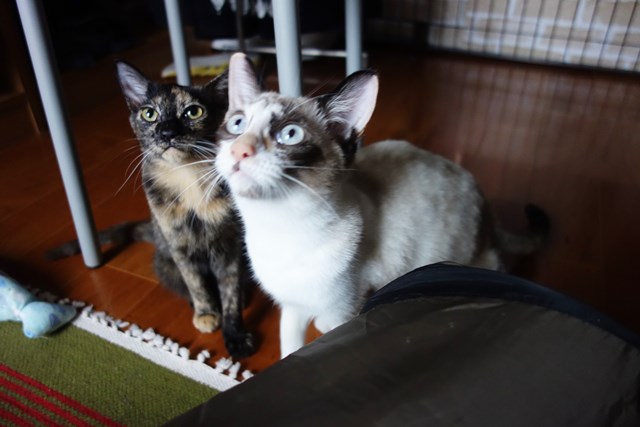 f:id:hiraryo0201:20171014130109j:plain