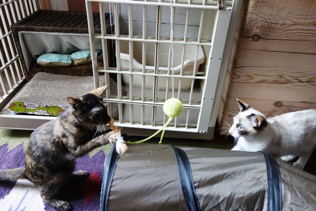 f:id:hiraryo0201:20171014130337j:plain