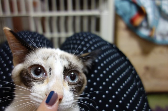 f:id:hiraryo0201:20171014131245j:plain