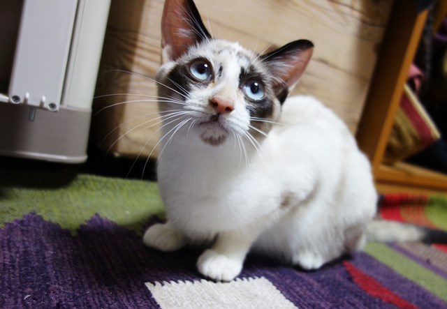 f:id:hiraryo0201:20171014140602j:plain f:id:hiraryo0201:20171014140602j:plain