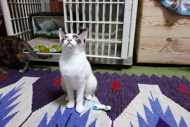 f:id:hiraryo0201:20171014140626j:plain f:id:hiraryo0201:20171014140626j:plain