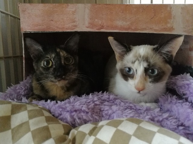 f:id:hiraryo0201:20171019185822j:image f:id:hiraryo0201:20171019185822j:image