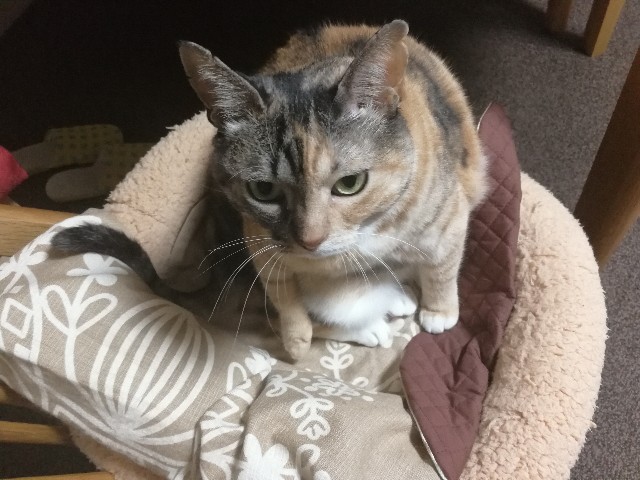 f:id:hiraryo0201:20171020111356j:image f:id:hiraryo0201:20171020111356j:image