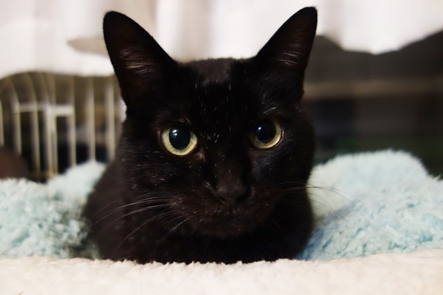 f:id:hiraryo0201:20171021182529j:plain f:id:hiraryo0201:20171021182529j:plain