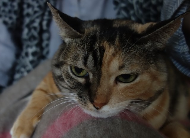 f:id:hiraryo0201:20171021182549j:plain f:id:hiraryo0201:20171021182549j:plain