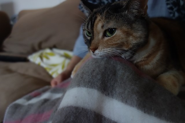 f:id:hiraryo0201:20171021182556j:plain f:id:hiraryo0201:20171021182556j:plain