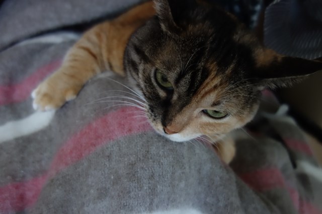 f:id:hiraryo0201:20171021182603j:plain f:id:hiraryo0201:20171021182603j:plain