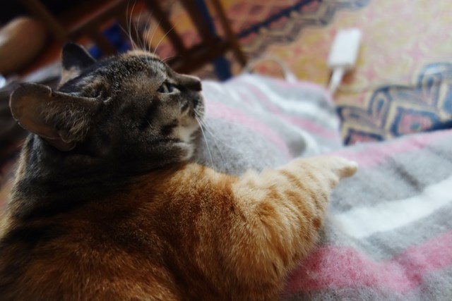 f:id:hiraryo0201:20171021182607j:plain f:id:hiraryo0201:20171021182607j:plain