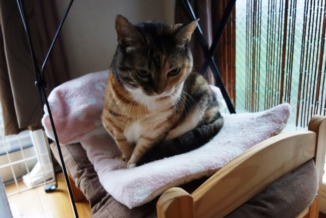 f:id:hiraryo0201:20171021182639j:plain