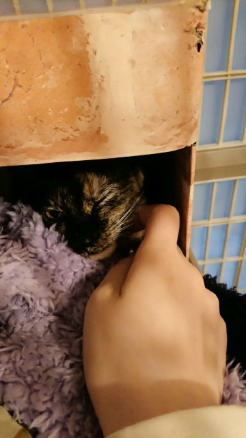 f:id:hiraryo0201:20171026180525j:image