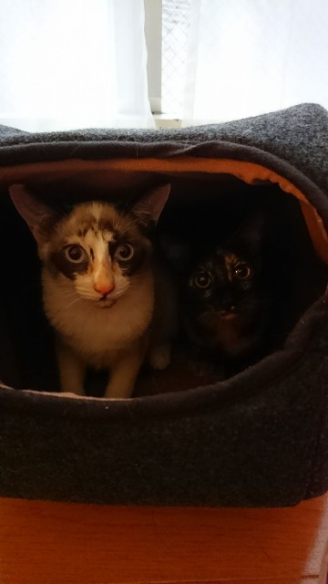 f:id:hiraryo0201:20171026180804j:image