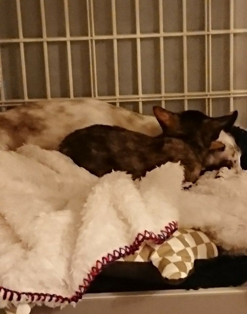 f:id:hiraryo0201:20171026180828j:image