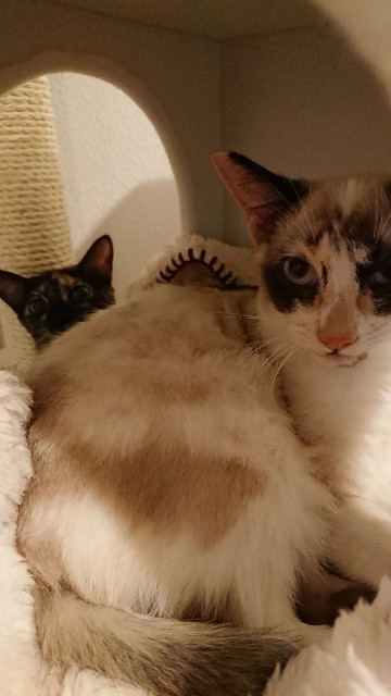 f:id:hiraryo0201:20171026180850j:image