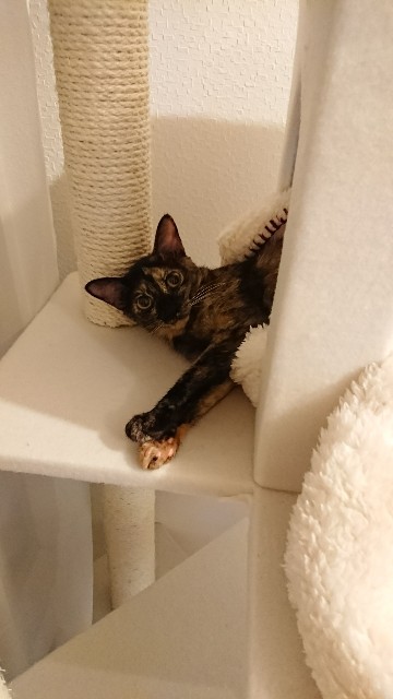 f:id:hiraryo0201:20171026180913j:image