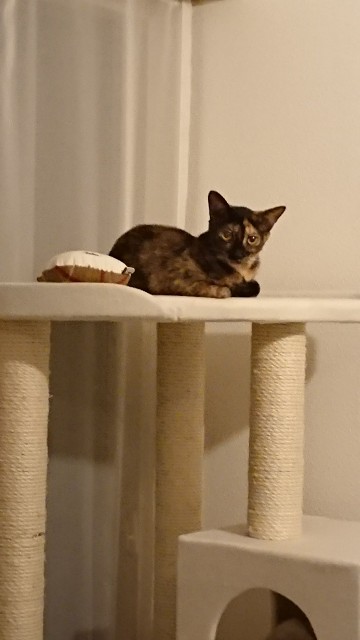 f:id:hiraryo0201:20171028014552j:image