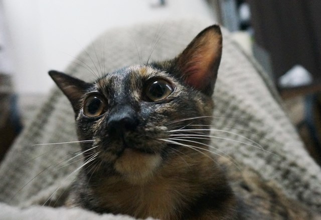 f:id:hiraryo0201:20171028104208j:plain