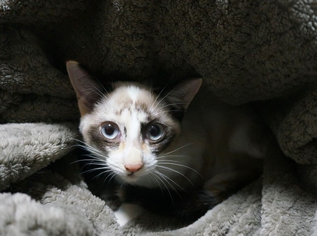 f:id:hiraryo0201:20171028104215j:plain