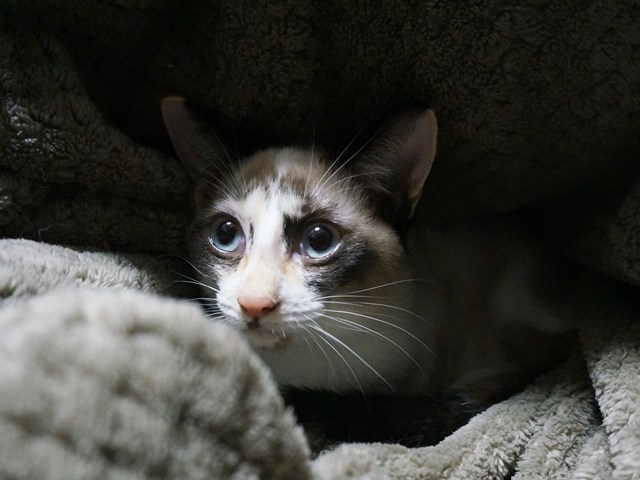 f:id:hiraryo0201:20171028104220j:plain