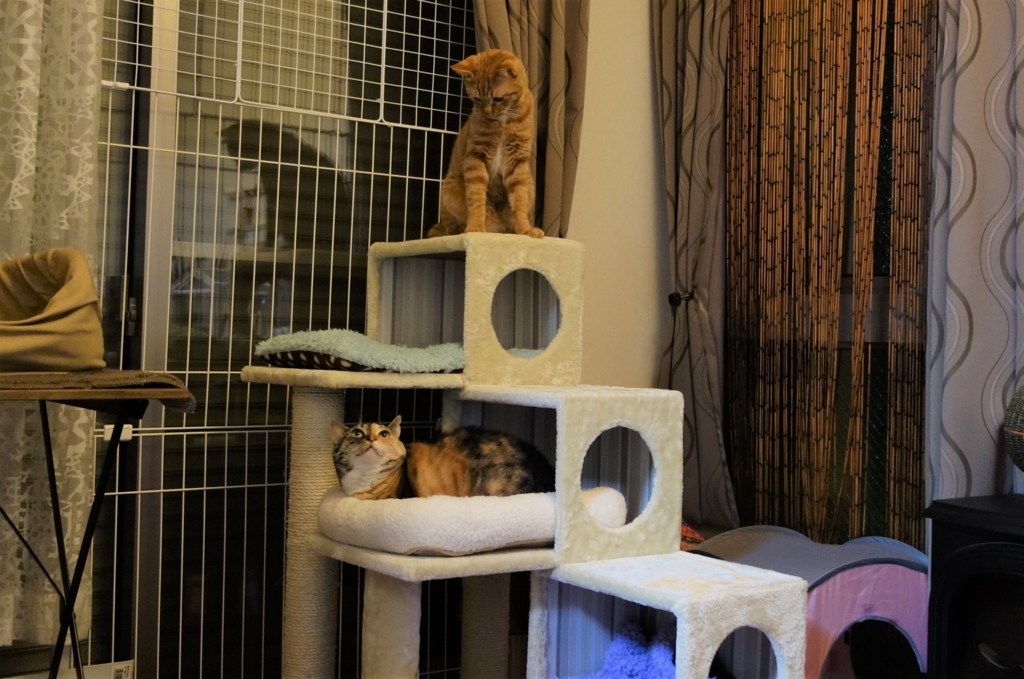 f:id:hiraryo0201:20171028104827j:plain