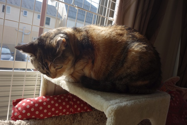 f:id:hiraryo0201:20171104170002j:plain f:id:hiraryo0201:20171104170002j:plain