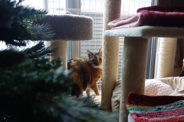 f:id:hiraryo0201:20171104170022j:plain f:id:hiraryo0201:20171104170022j:plain