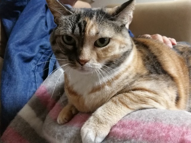 f:id:hiraryo0201:20171105220152j:image f:id:hiraryo0201:20171105220152j:image