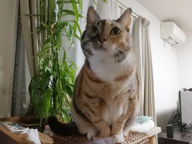 f:id:hiraryo0201:20171111212224j:image