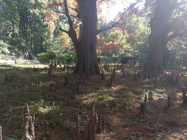 f:id:hiraryo0201:20171112143027j:image