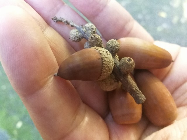 f:id:hiraryo0201:20171112143048j:image