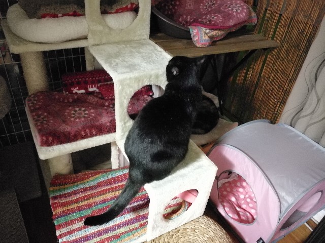 f:id:hiraryo0201:20171113124523j:plain